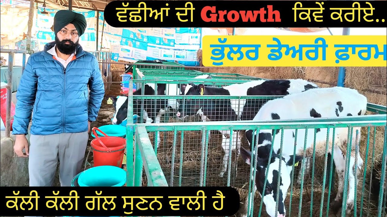 ਵੱਛੀਆਂ ਦੀ Growth ਕਿਵੇਂ ਕਰੀਏ | How to Growth of cows Calf | Bhullar Dairy Farm |Pets And Animals Vlog