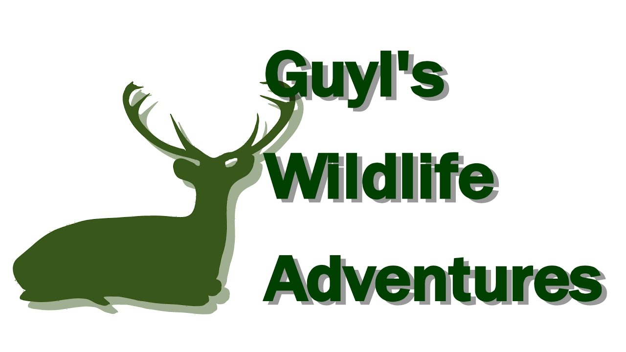 Eld's Deer - Guyl's Wildlife Adventures #4