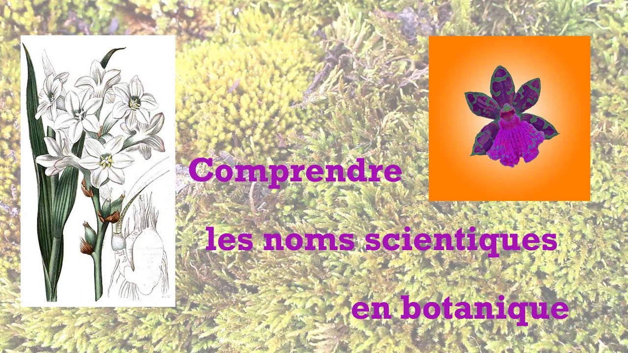 comprendre les noms scientifiques botaniques