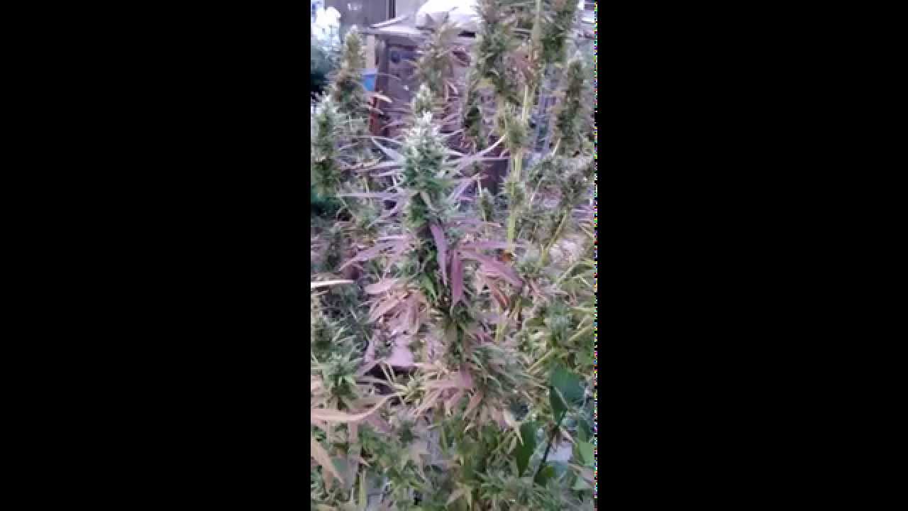 Aeroponic Tower Garden late summer 2014