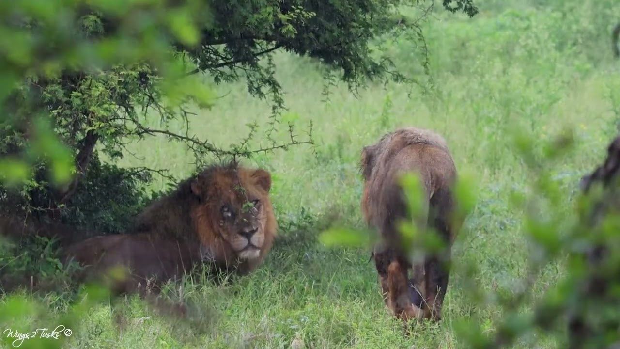 Highlights Day 4 of 15, Kruger Floods &ndash; 16 Jan 2026: Hippo, Lion, Kudu, Baboon, Vultures,