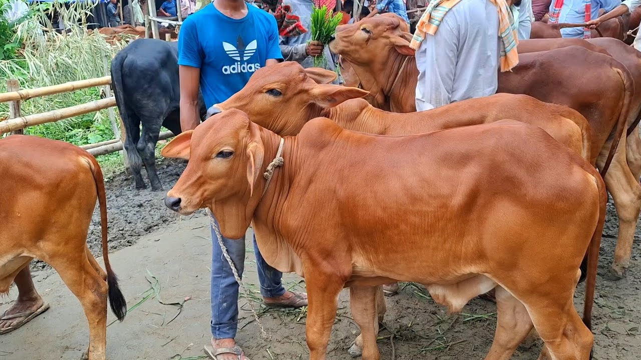 @আজ ৯ আগস্ট 2025