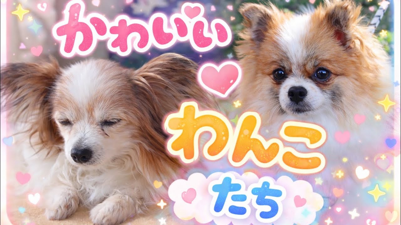 【愛犬の日常】隙間におもちゃがはさまっちゃった！