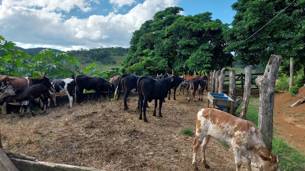 Dia de evolução no Sítio Bela Vista,  protocolo das vacas 🐄 🐄 🐄 #fazenda#pecuarista#gado #agro#vaca 