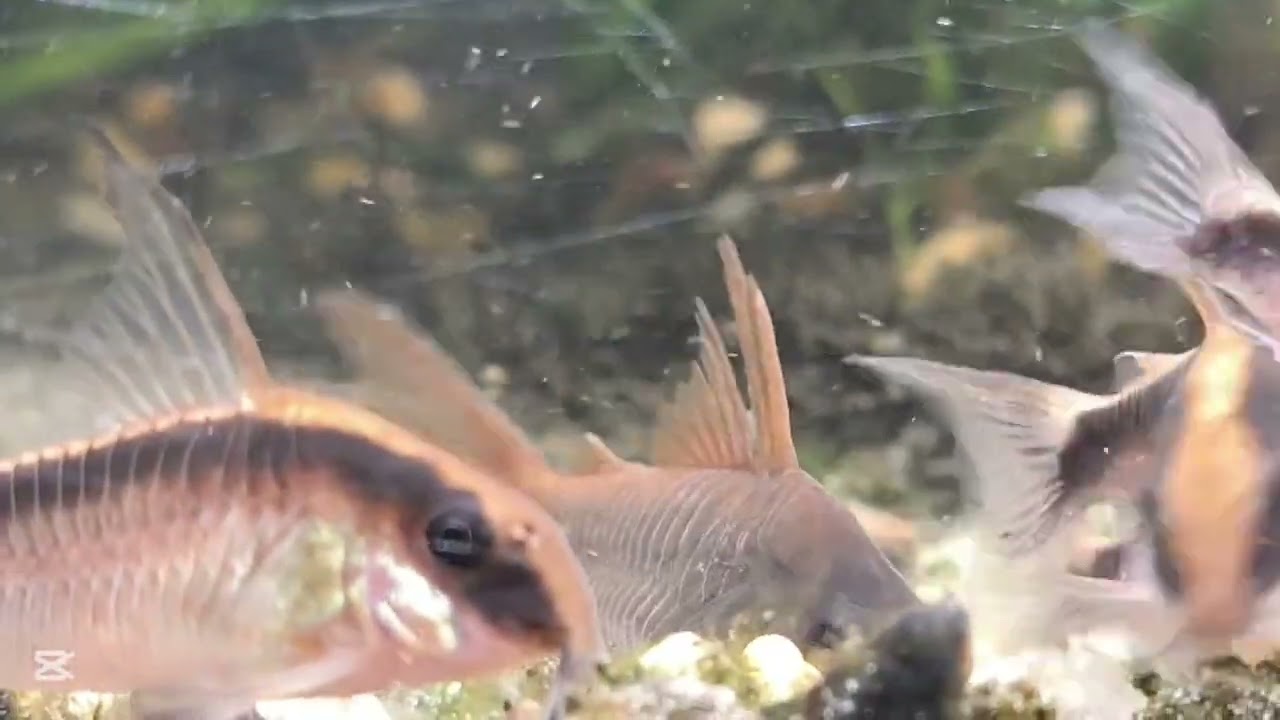 Las corydoras que vuelve locos a los científicos, Corydoras Arcuatus