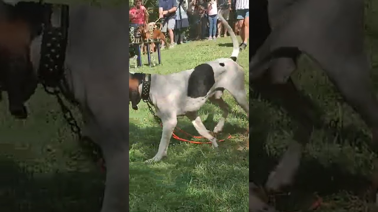 Treeing Contest, Saluda Coon Dog Day 2022