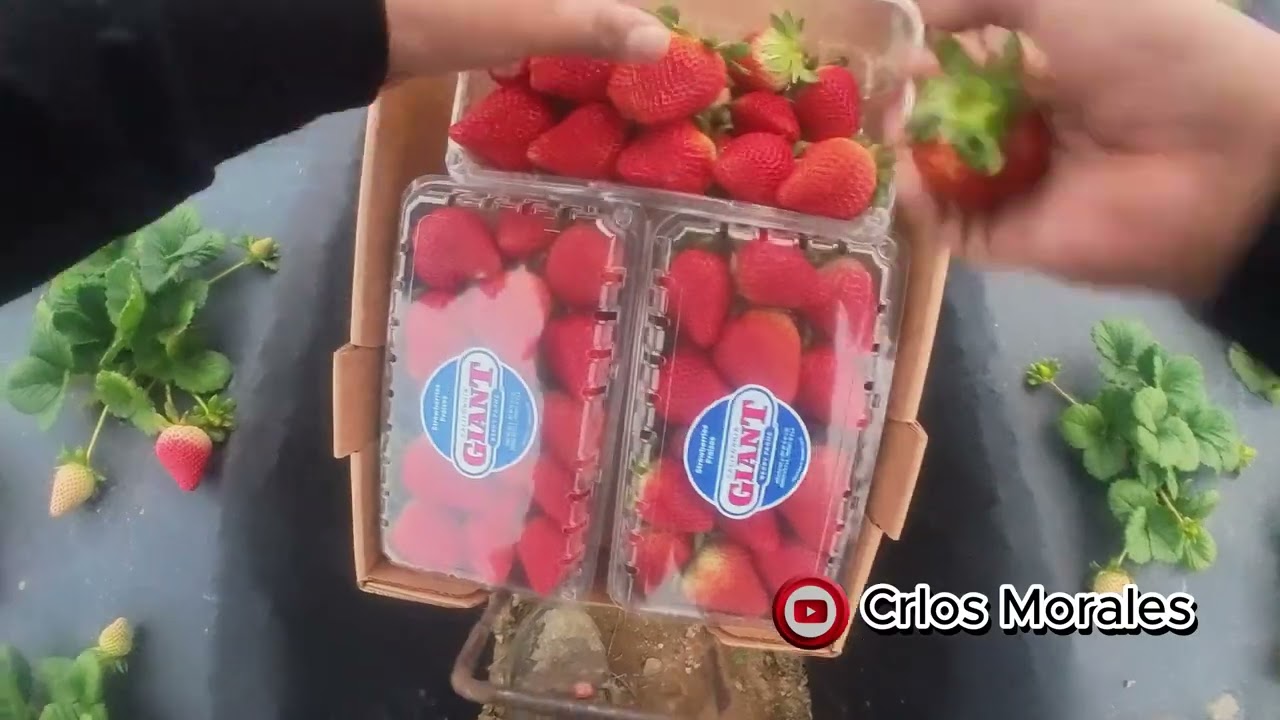 Inicio el día de trabajo saludos 👋 campesinos en campos de fresa 🍓en californias 🇺🇸