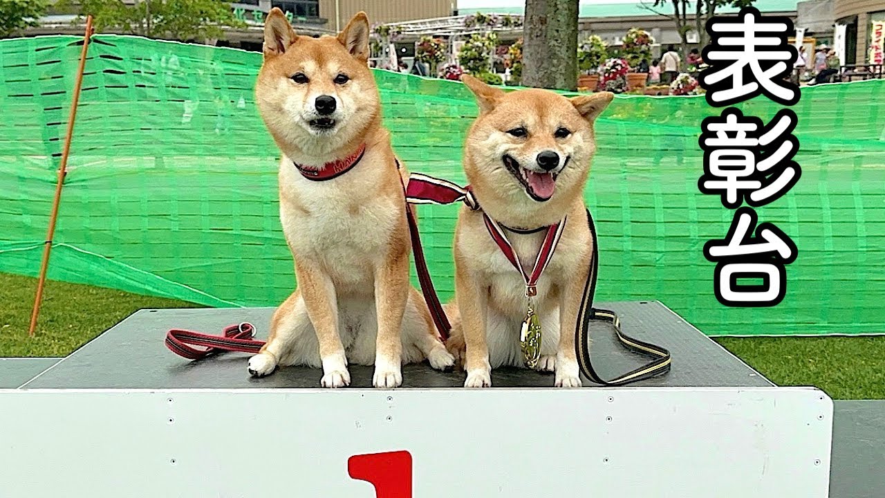 【犬の運動会】豆柴が運動会で大爆走し…まさかの結果となりました！