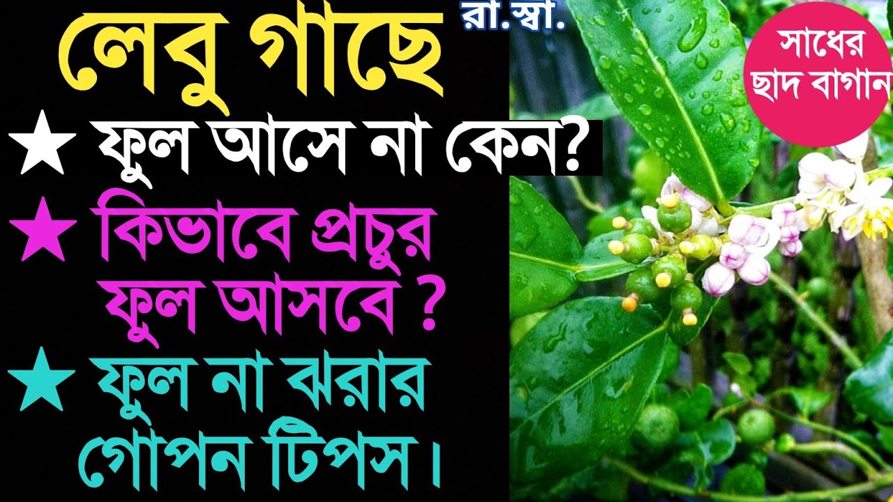 লেবু গাছে ফুল না ঝরার এবং প্রচুর ফুল ও লেবু আনার গোপন টিপস। How to get lots of Lemon from Lemon tree