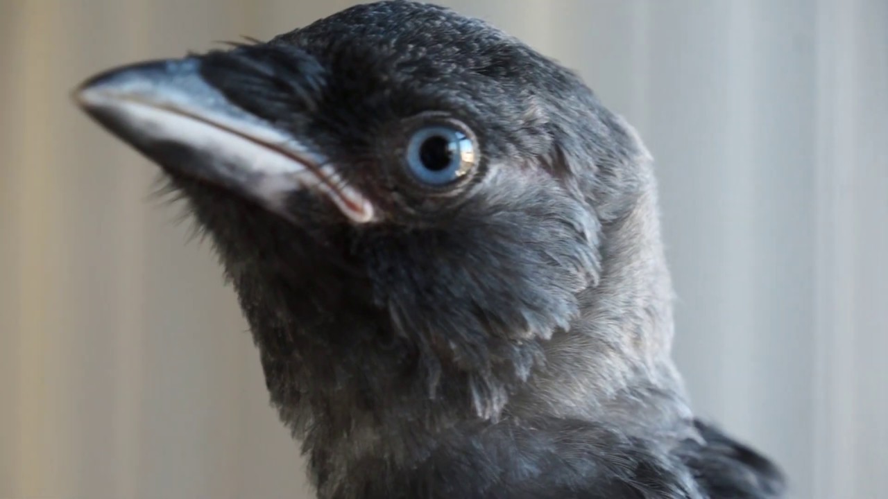 Come preparare il pranzo per la Taccola (Coloeus monedula)