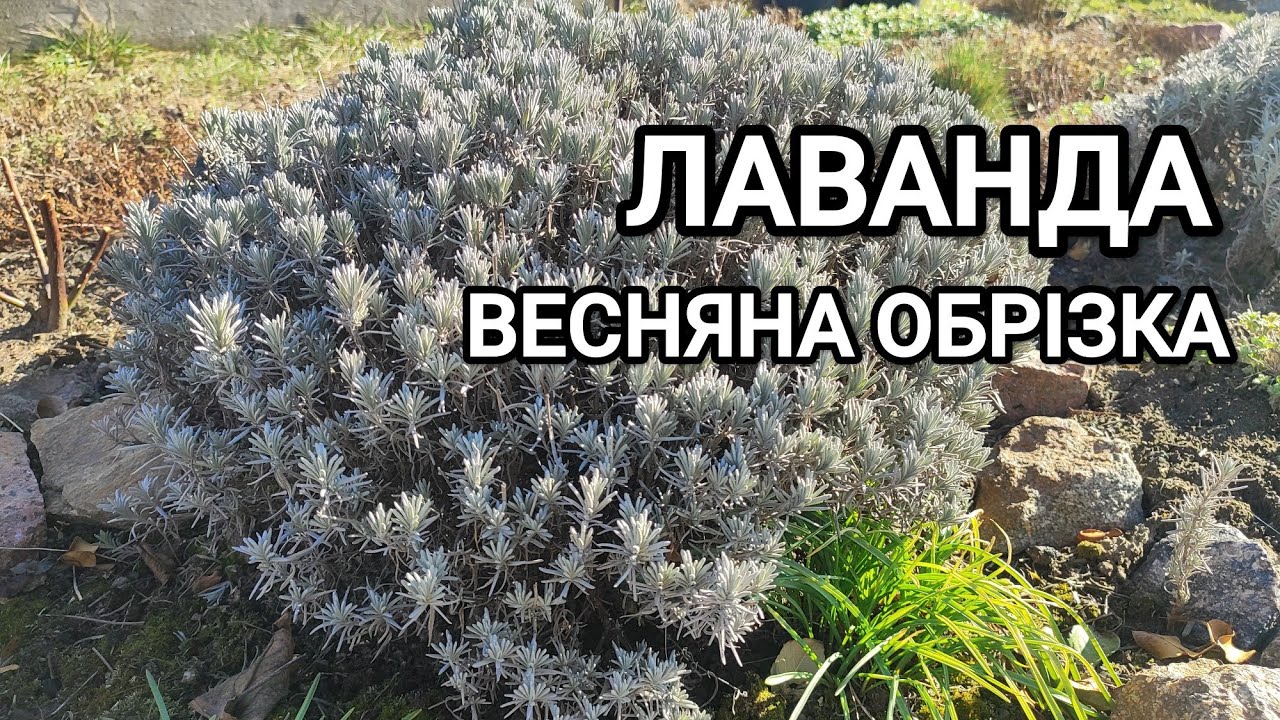 Весняна обрізка лаванди 2025р. Показую стрижку дорослого куща