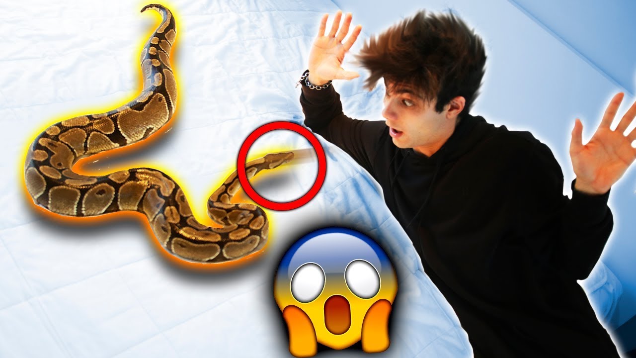 FUI ATACADO PELA MINHA COBRA * gravei tudo *