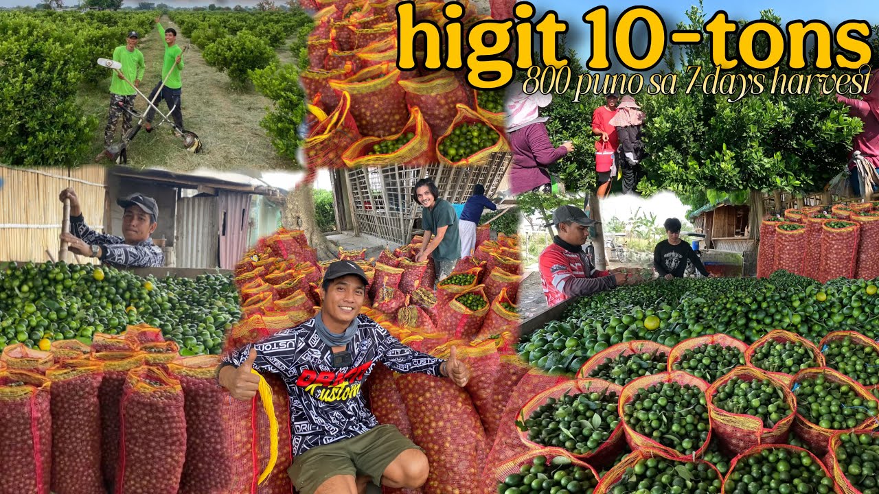 PANALO NA! MAGKANO NA ANG KITA NAMIN SA KALAMANSI?