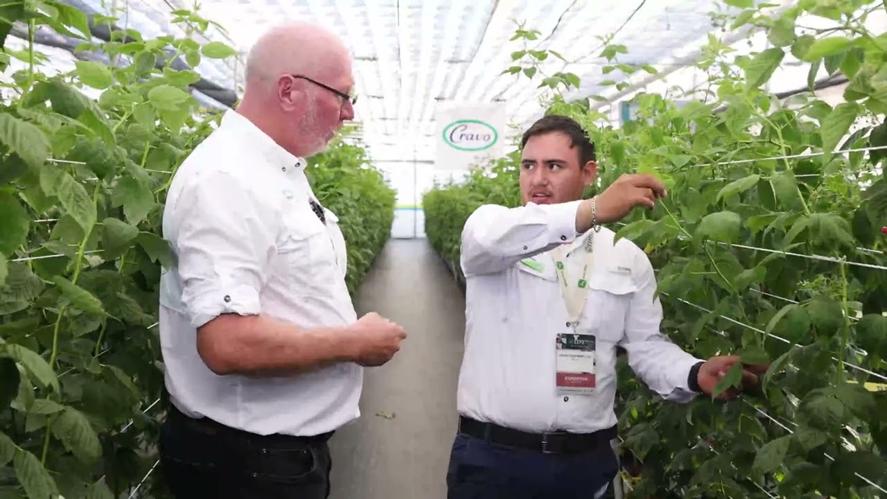 Growing Diamond Jubilee, Malu and Alexa raspberries hydroponically in a retractable cooling house