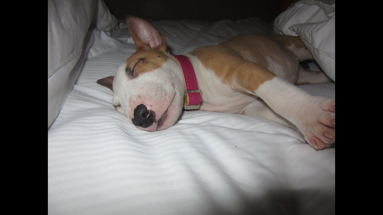 Day #1 with Azumi - Mini Bull Terrier Puppy