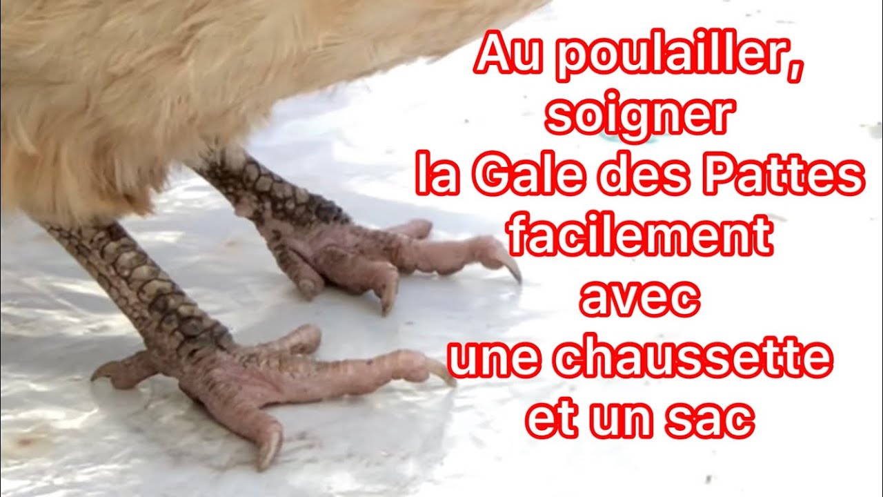 Au poulailler soigner la gale des pattes facilement avec une chaussette et un sac !