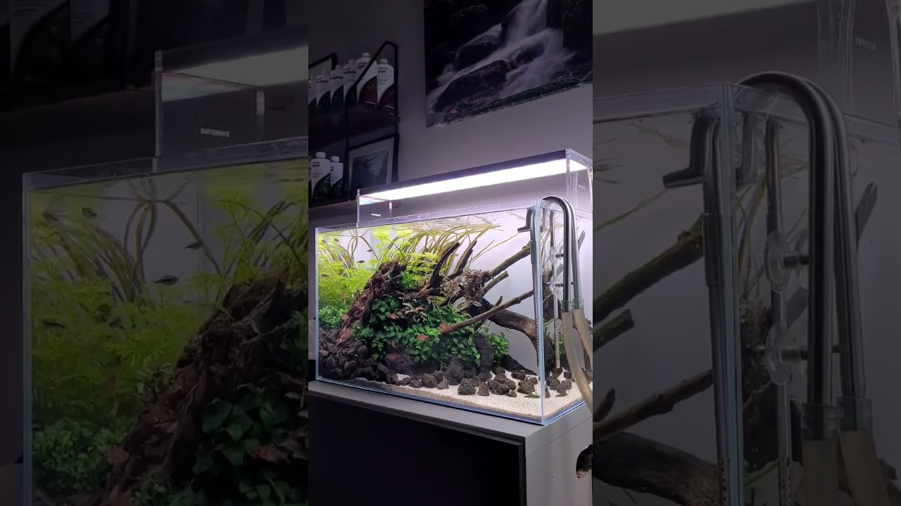 60CM/2FT PLANTED AQUARIUM WITH NO CO2 INJECTION #fishtank #aquascaping #plantedtank
