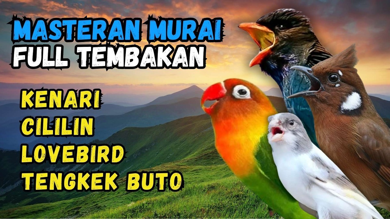 Masteran Murai Tembakan Kenari, Cililin, Lovebird dan Tengkek Buto