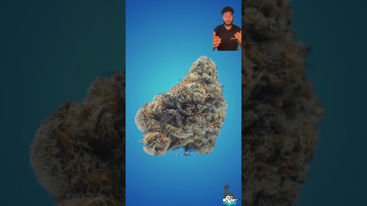 Gary Payton (Cookies) - Strain Review