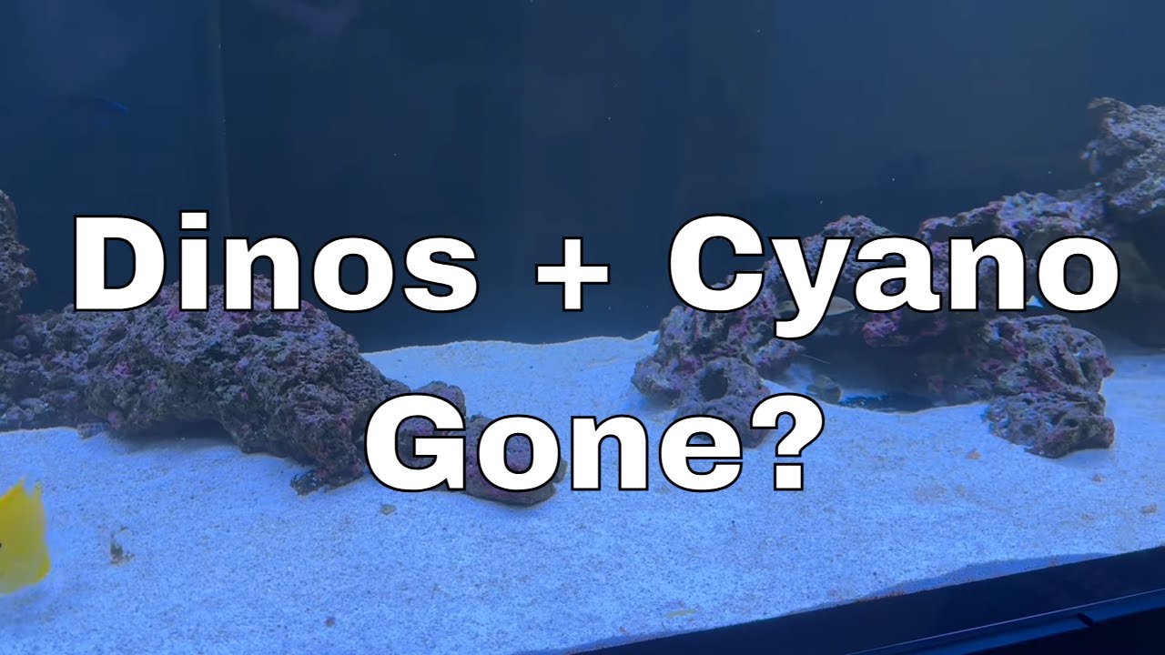 Have I Beaten Dinoflagellates And Cyanobacteria? - Day 12