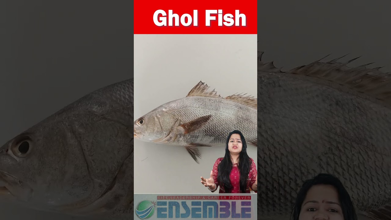 Ghol Fish #upsc #ensembleiasacademy #civilservicesexams #gholfish #fishfacts #marinelife
