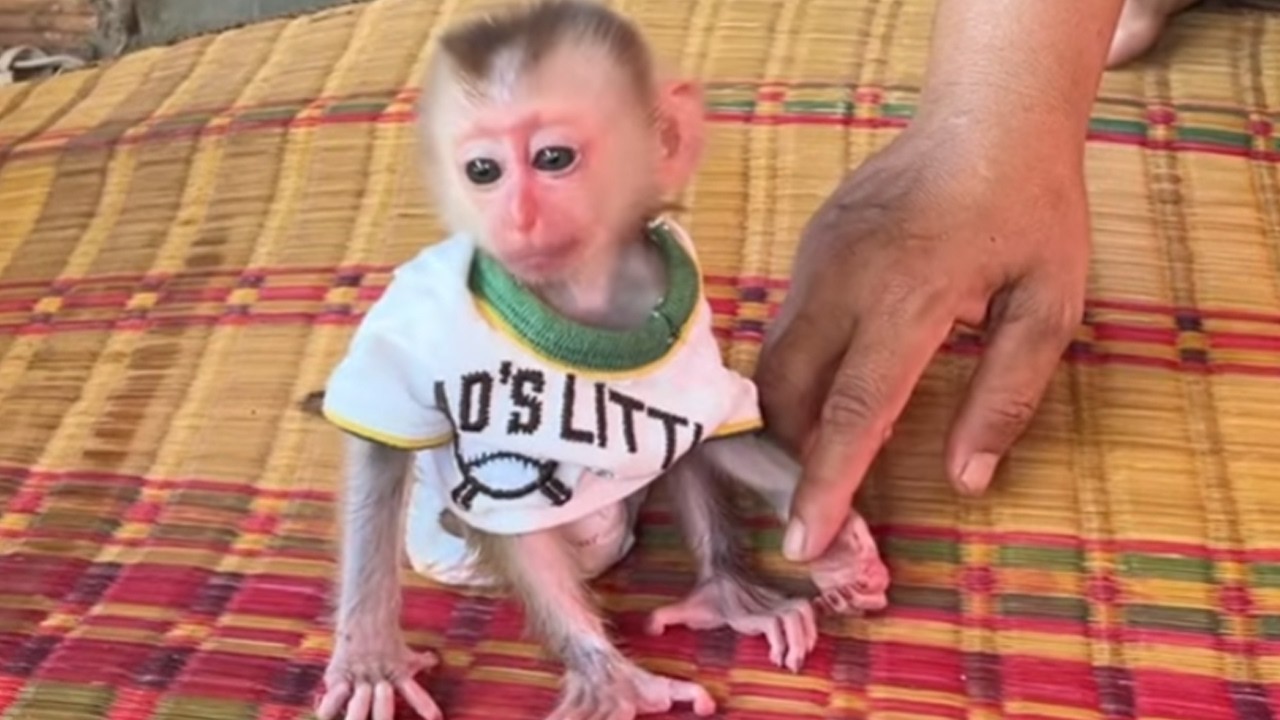 Baby Mato Very Moody Deny Step Walk Follow Mom Teaching