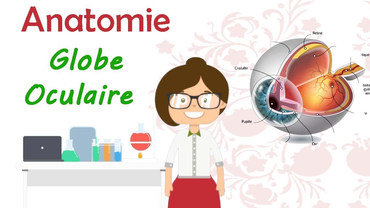 Anatomie | Globe oculaire ( l&rsquo;&oelig;il ) cours de 2 &egrave;me ann&eacute;e m&eacute;decine