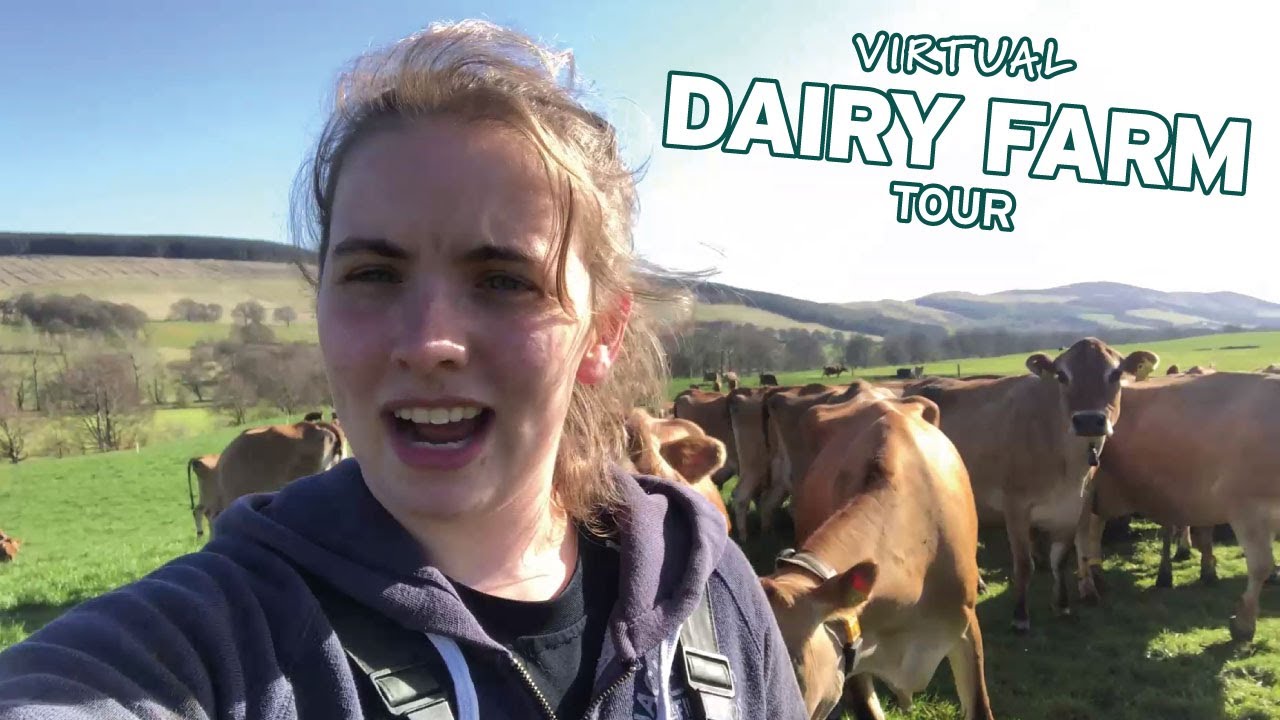 A Virtual Tour Of A Dairy Farm In Biggar, Scotland (Part 3)