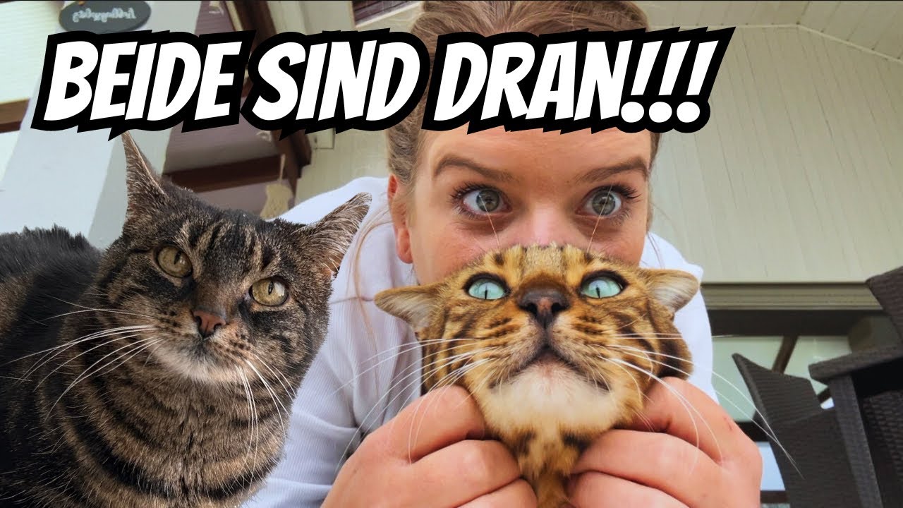 Oh mein Gott ich hab die beiden Katzen… 🙊🙈🙉