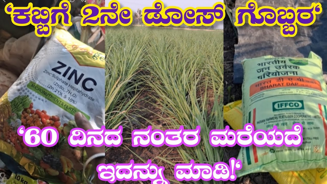 ಕಬ್ಬಿಗೆ 60 ದಿನಗಳ ನಂತರ ಎರಡನೇ ಡೋಸ್ ಗೊಬ್ಬರ | Sugarcane 2nd Dose Fertilizer Details.