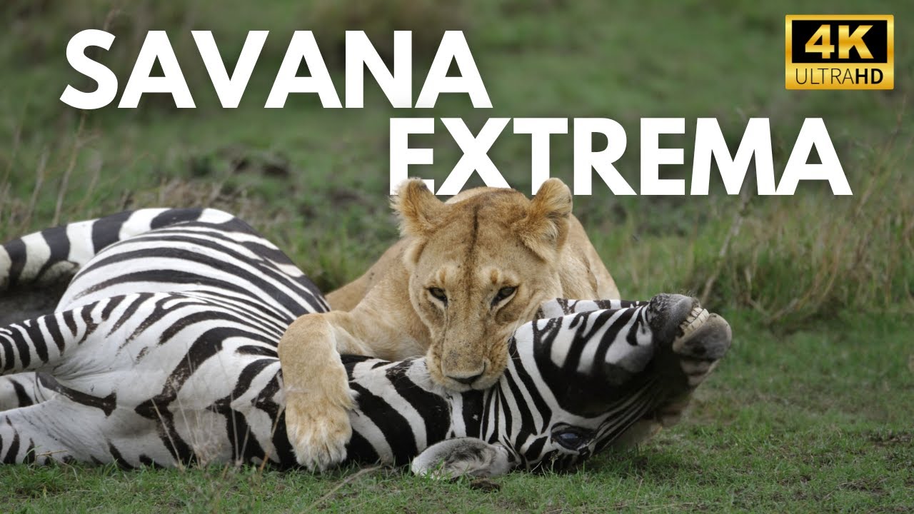 SAVANA SELVAGEM – Desafios de um Ecossistema em Perigo | Documentário Animal