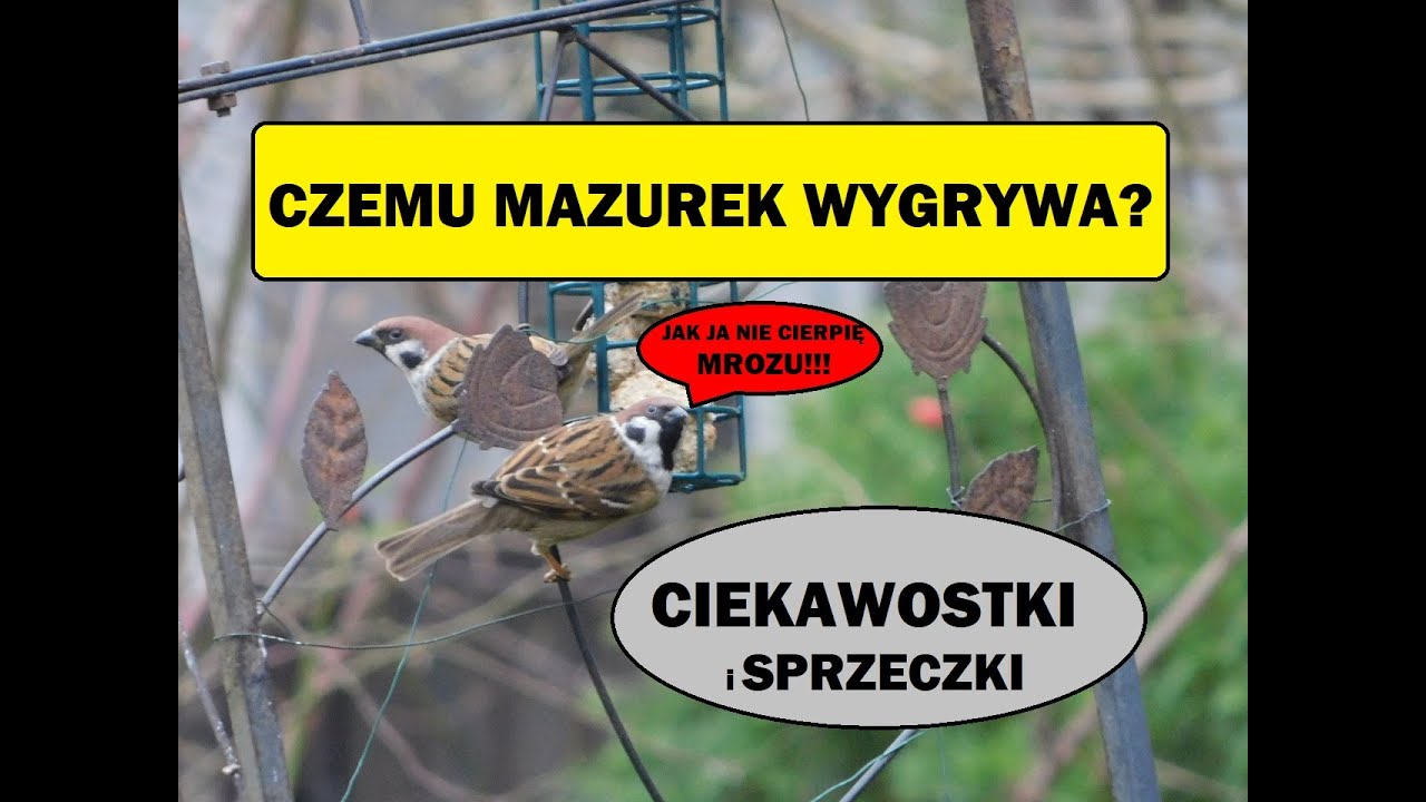 Mazurek ptaszek sukcesu