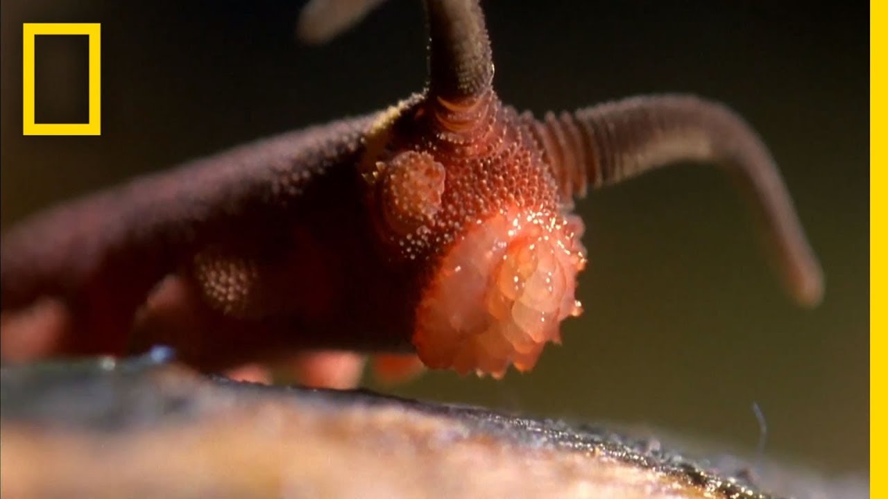 This Worm Uses a 