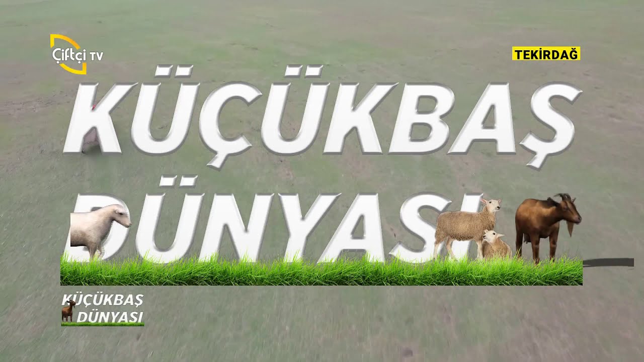 Küçükbaş Hayvancılıkta Flushing Uygulamaları - KÜÇÜKBAŞ DÜNYASI / Çiftçi TV