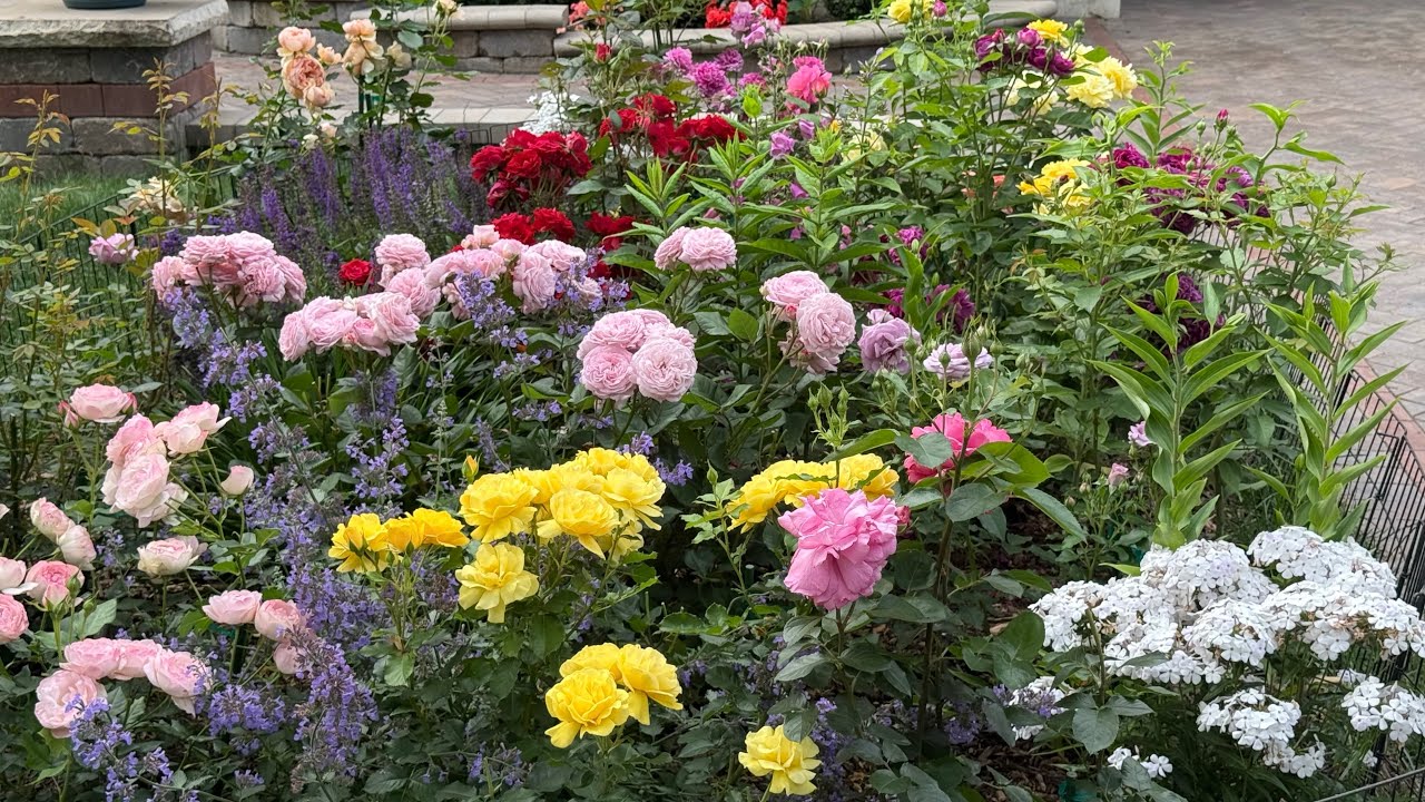 16 Different Roses （with name）in This Little Area ｜这一小块地种了16棵玫瑰（有中英文名称）