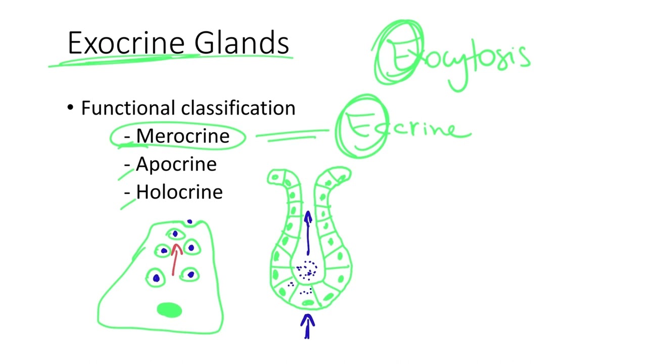 Dr.  Benaduce: Exocrine Gland Functional Classification (Tissues Lecture)