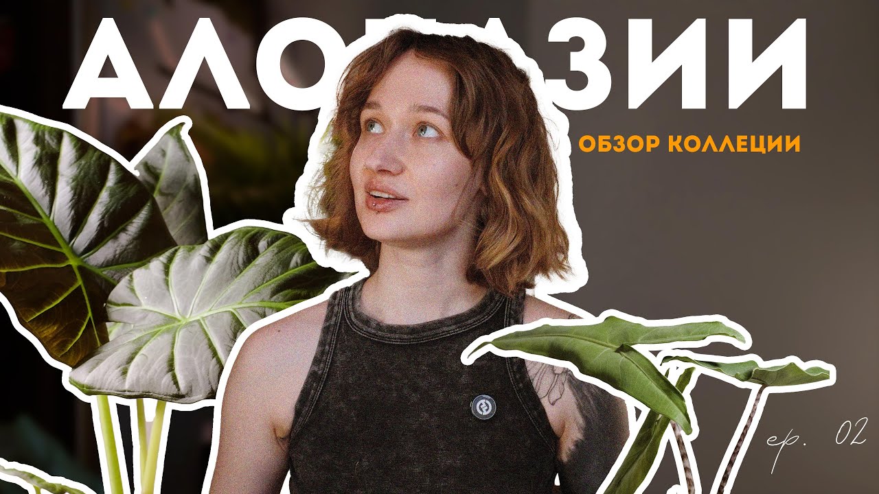 алоказии: от клубня до монстра — коллекция, обзор, опыт // ep. 02