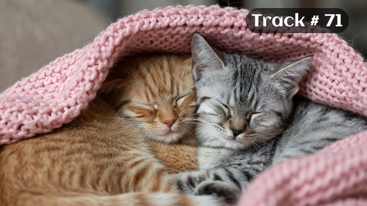 [Sleepy Cats Piano #71] Soft Piano for Relaxing Cat Moments