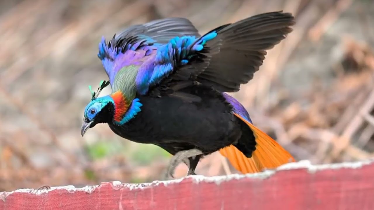 Most Beautiful Birds in the World | Colorful Birds of Nature | Relaxing Bird Video 4K