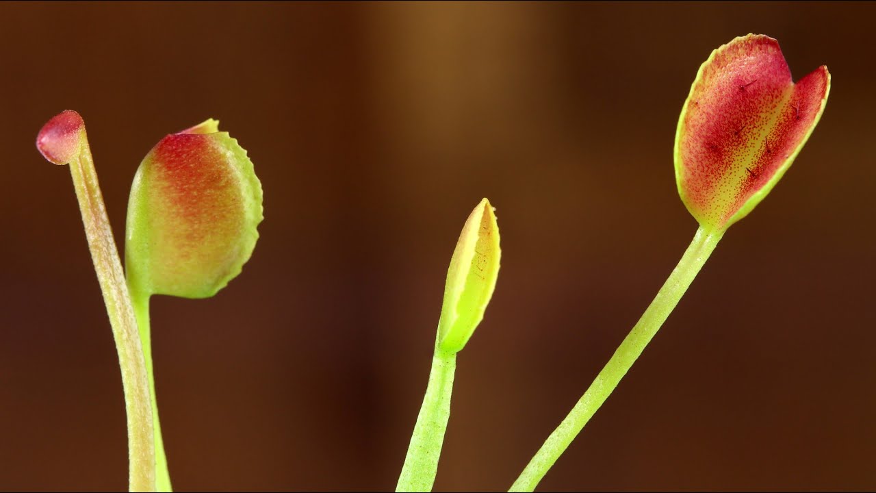 Dionaea muscipula Korean Melody Shark (Venus Flytrap)