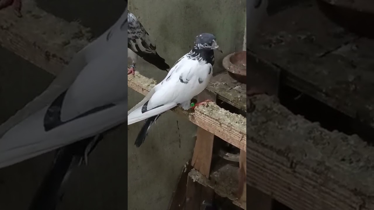 Teddi 2500 pr @FsdPigeons  03227996811