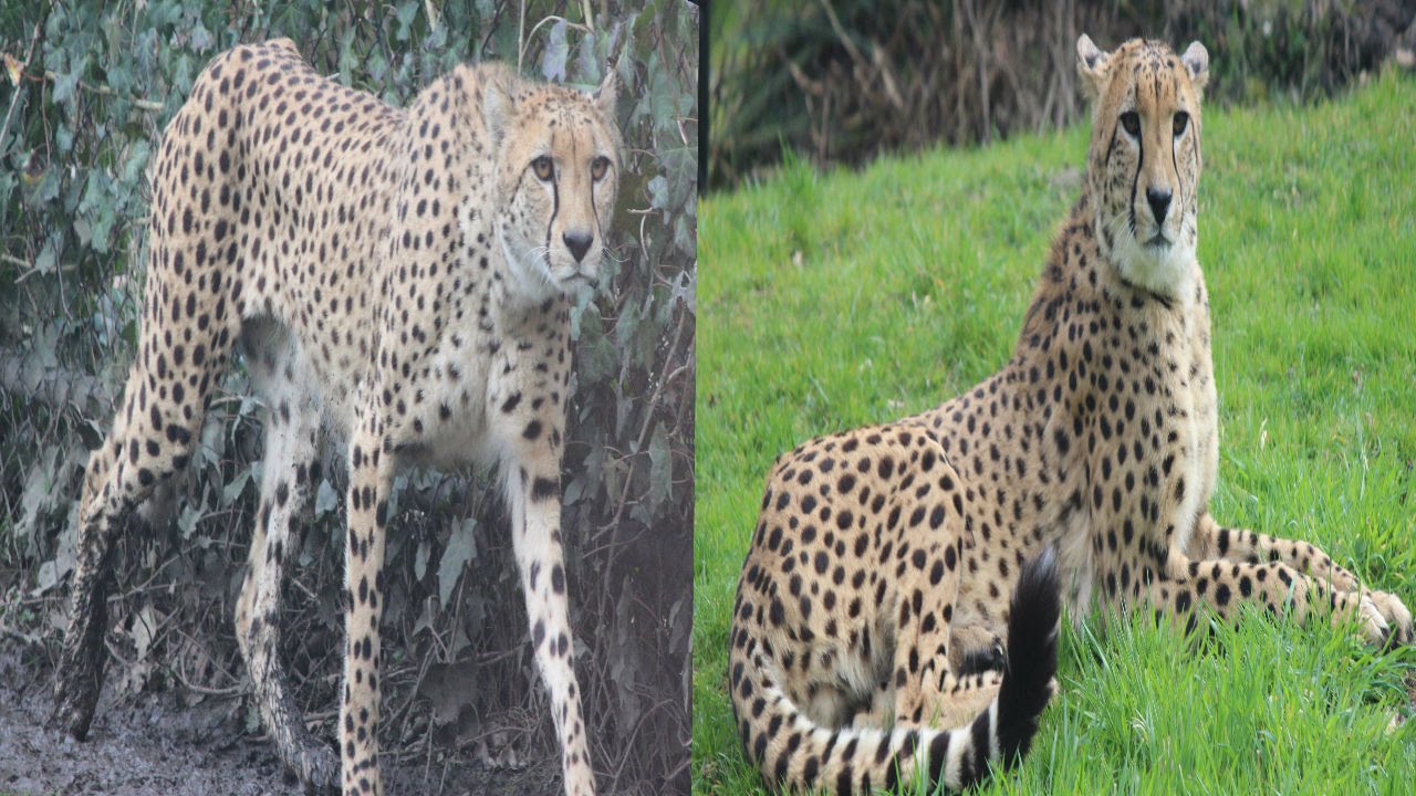 Jachtluipaarden (Nkosama & Neo) / Cheetahs : Planckendael