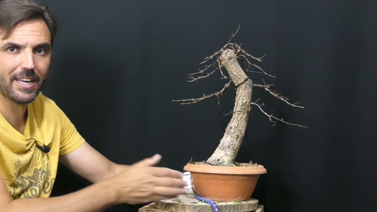 Empezamos un bonsai desde cero. 