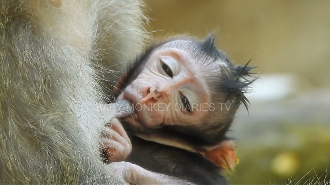 So Sweet of Mom’s Milk 🍼  Jinx’s Tender Bond with Her Second Newborn Baby Monkey