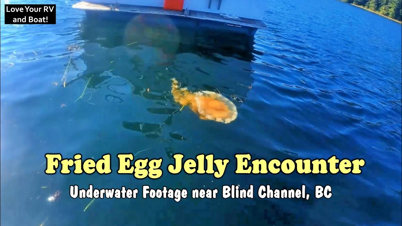 Huge! Fried Egg Jelly Encounter - Boating in Blind Channel, British Columbia