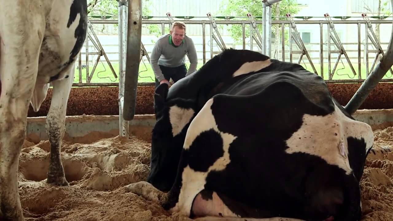 What's the truth behind cow tipping?