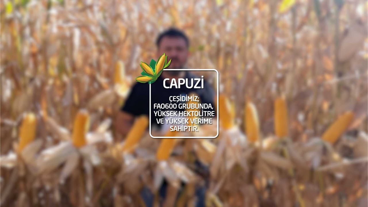 ORTA ERKENCİ DANELİK MISIR CAPUZİ&hellip;