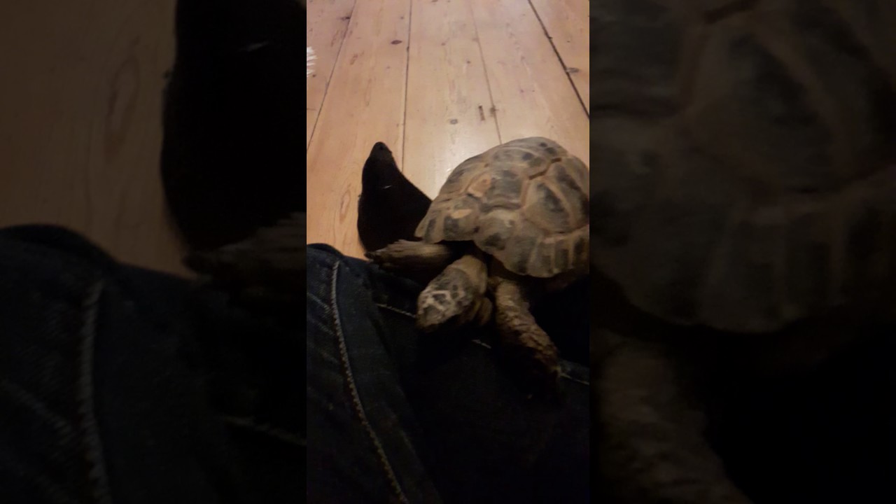 Turtle loves owner