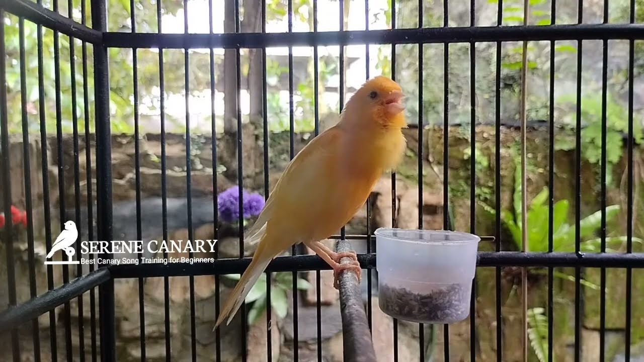 Мгновенный стимулятор Serene Canary: Ваша птица запоет за считанные минуты!