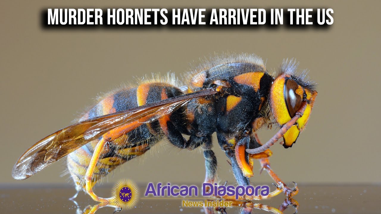 Mu*der Hornets With Sting That Can Be Fatal To Humans, Lands In US